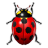 Иконка 'ladybird'